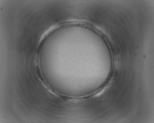 X0000081281357200702012208