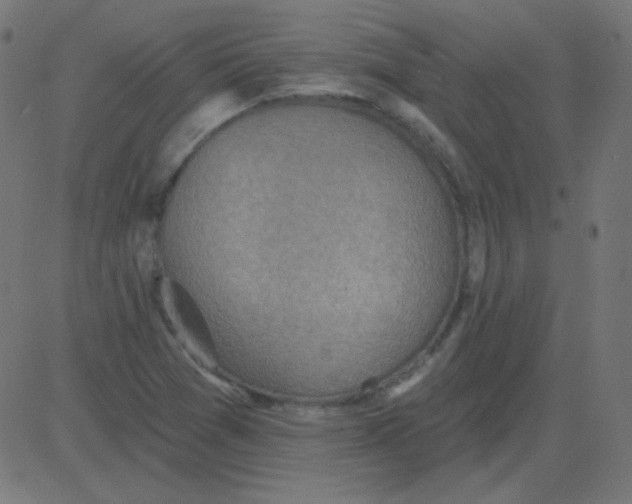 X0000081281361200702012208