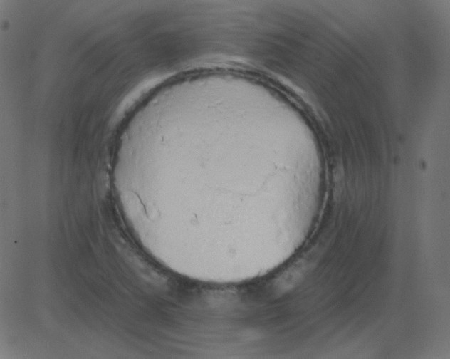 X0000081281363200702012208