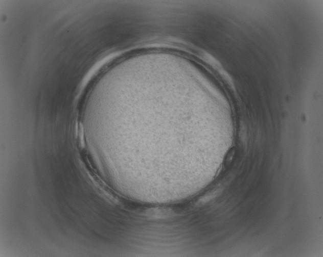 X0000081281368200702012208