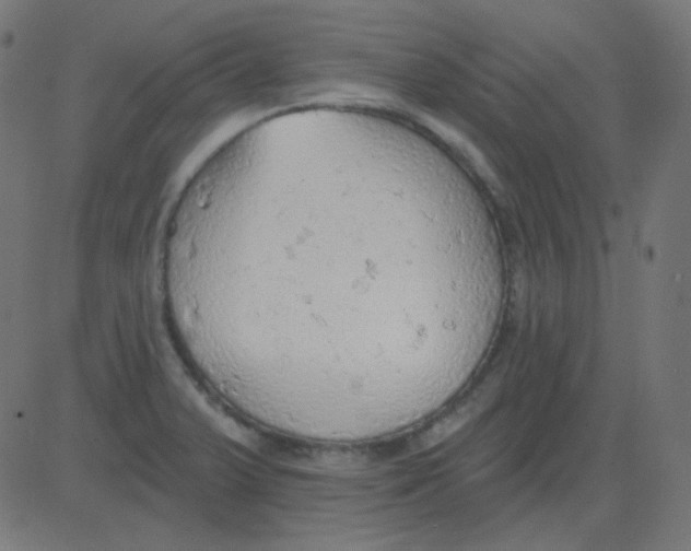 X0000081281375200702012208