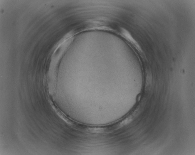 X0000081281377200702012208