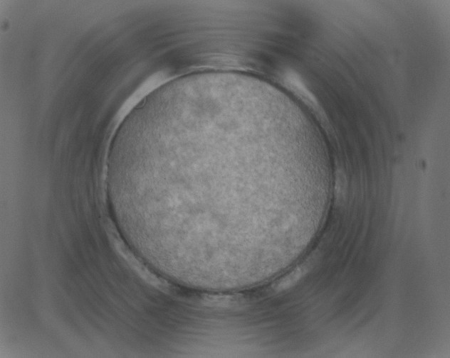 X0000081281378200702012208