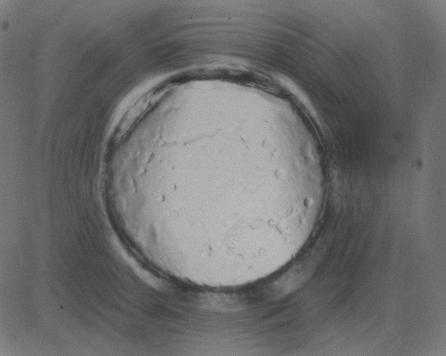 X0000081281379200702012208