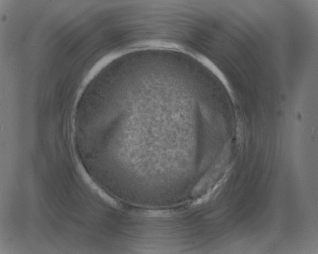 X0000081281381200702012208