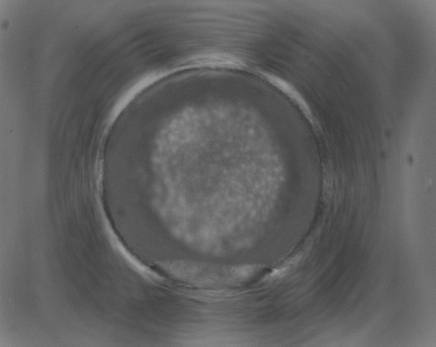 X0000081281383200702012208