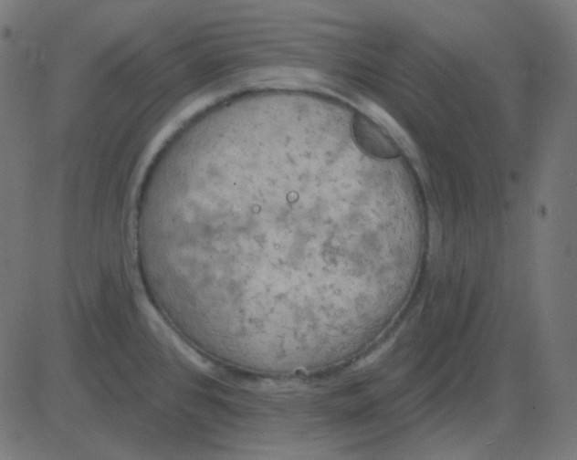 X0000081281384200702012208