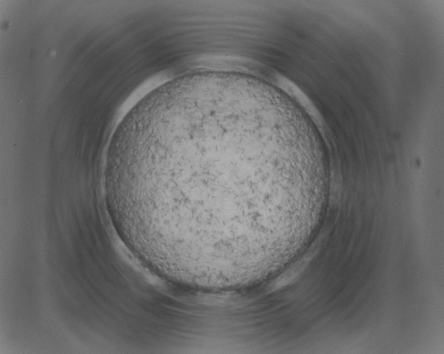 X0000081281386200702012208