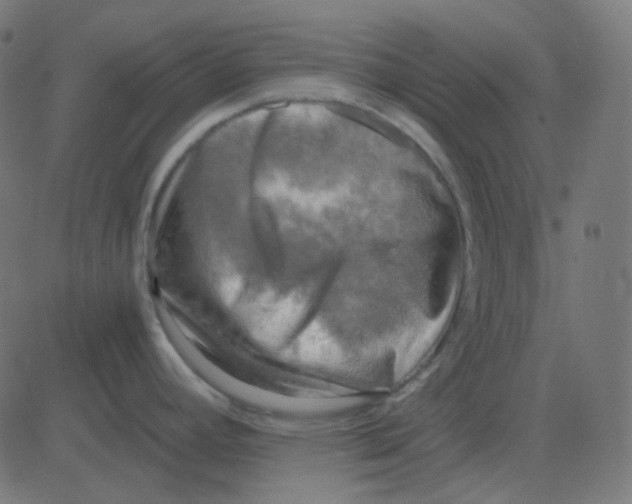 X0000081281392200702012207