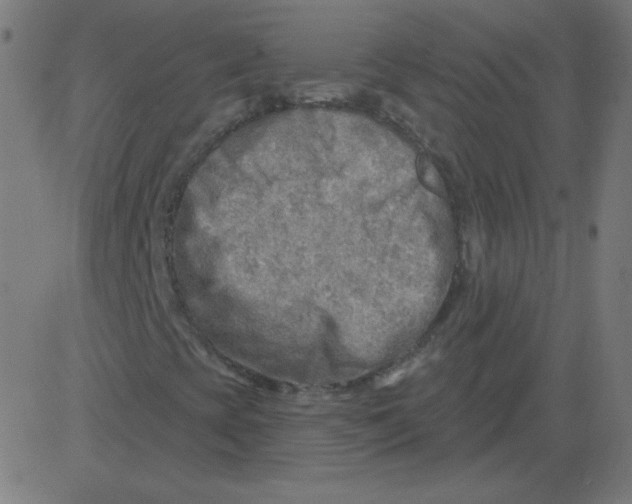 X0000081281393200702012207