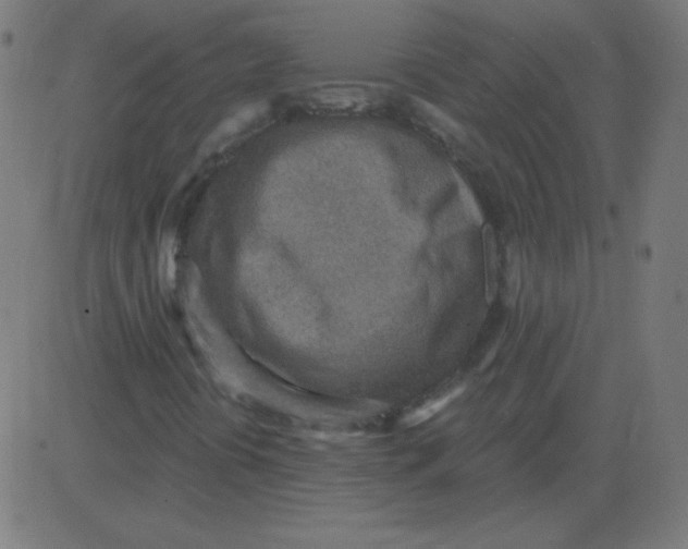 X0000081281394200702012207