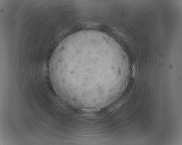 X0000081281395200702012207