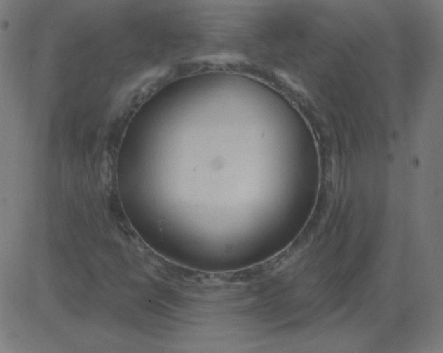 X0000081281398200702012207