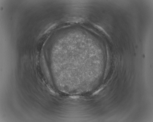 X0000081281399200702012207