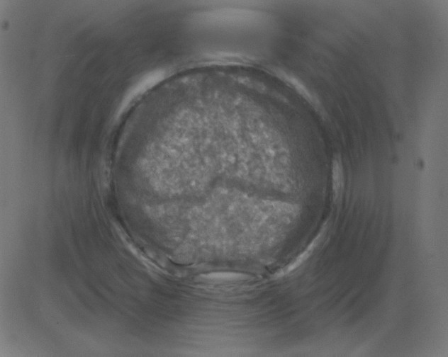 X0000081281405200702012207