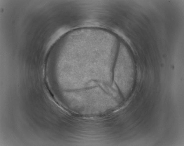 X0000081281415200702012207