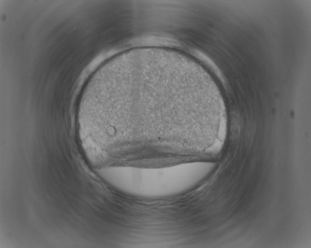 X0000081281419200702012207