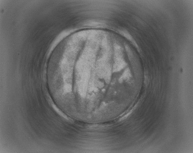 X0000081281421200702012207