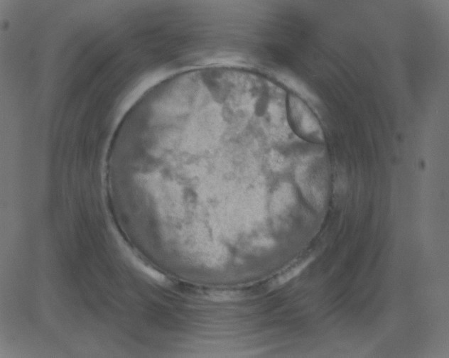 X0000081281423200702012207