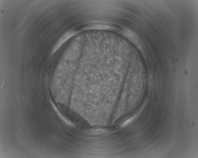 X0000081281425200702012207