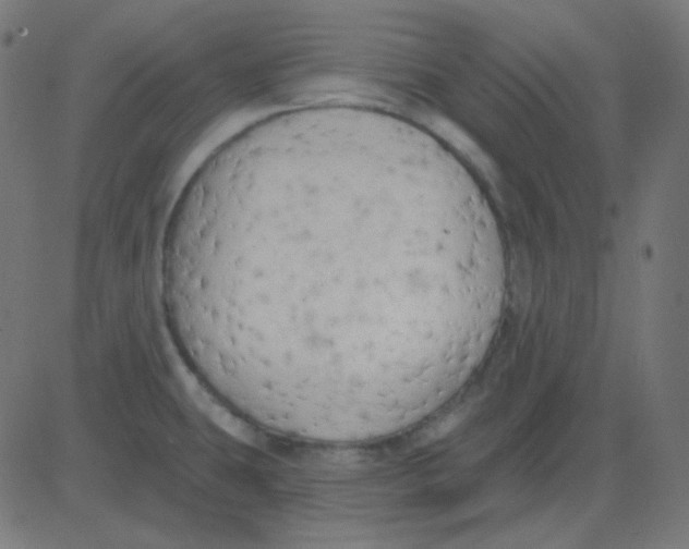 X0000081281431200702012207