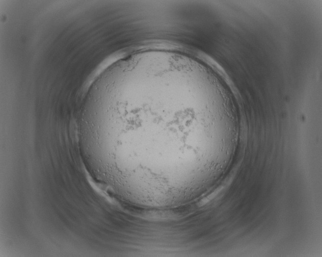 X0000081281433200702012207