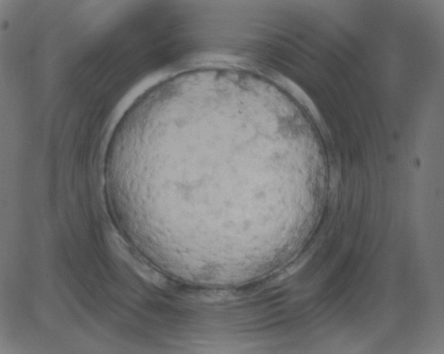 X0000081281435200702012207