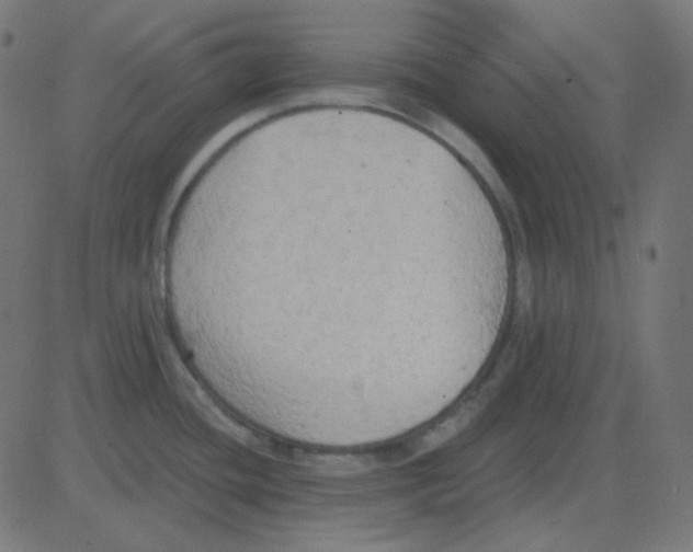 X0000081281436200702012207