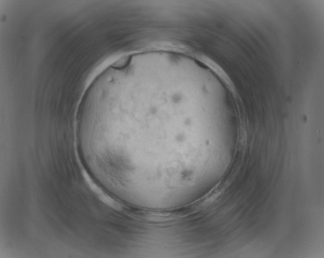 X0000081281439200702012207