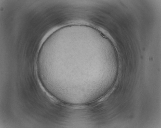 X0000081281440200702012207