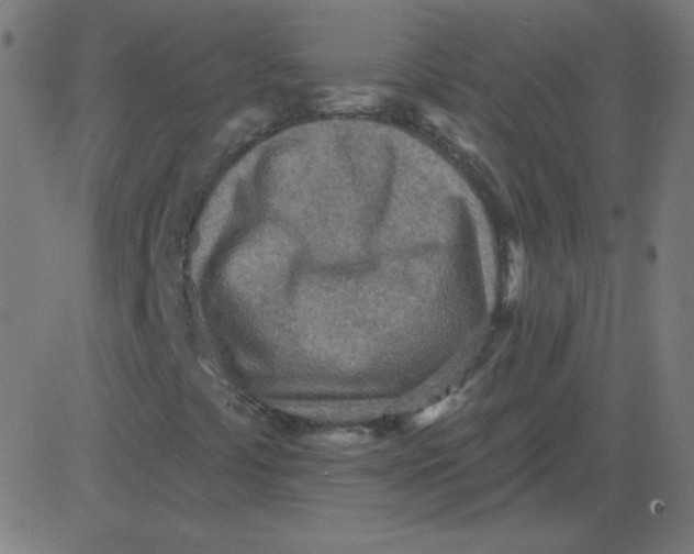 X0000081281441200702012207