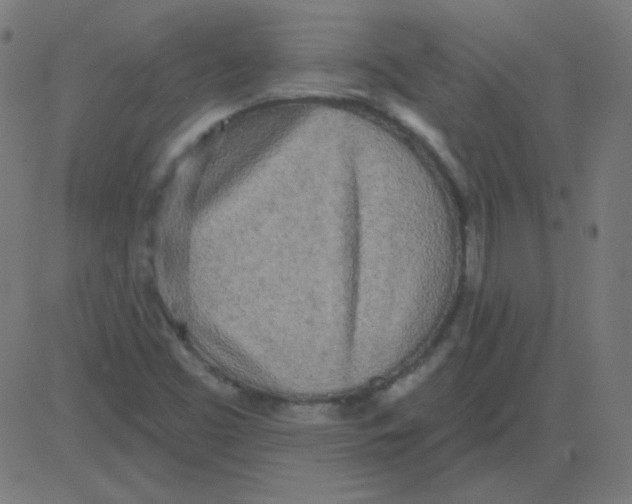 X0000081281453200702012206