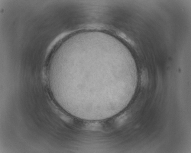 X0000081281454200702012206