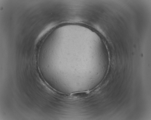 X0000081281456200702012206