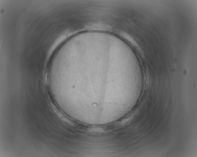 X0000081281462200702012206