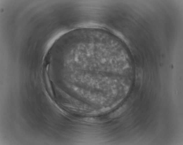 X0000081281463200702012206