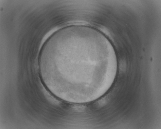 X0000081281466200702012206