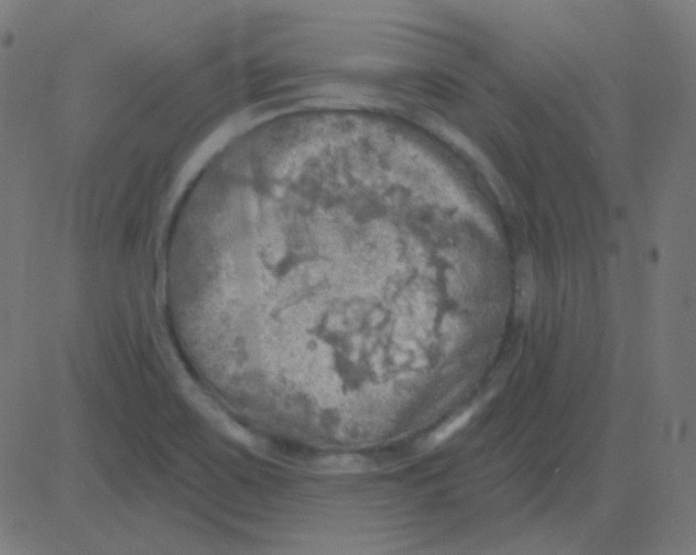 X0000081281467200702012206