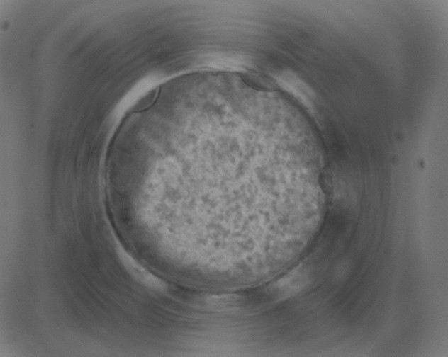 X0000081281471200702012206