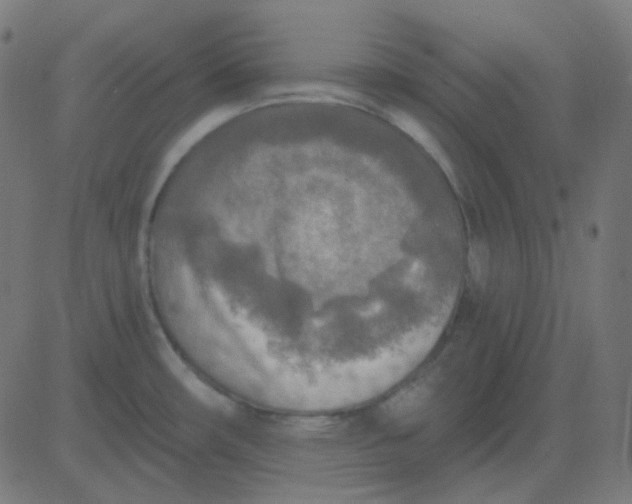 X0000081281482200702012206