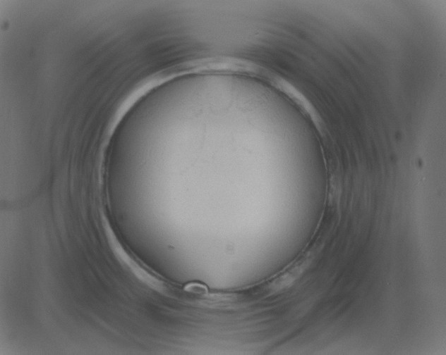 X0000081281483200702012206