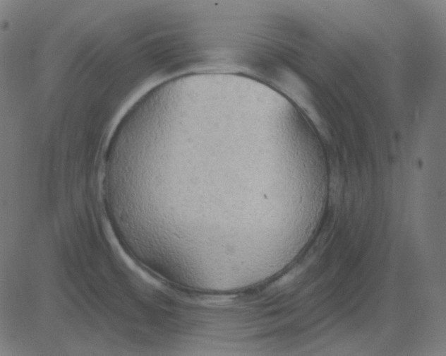 X0000081281484200702012206