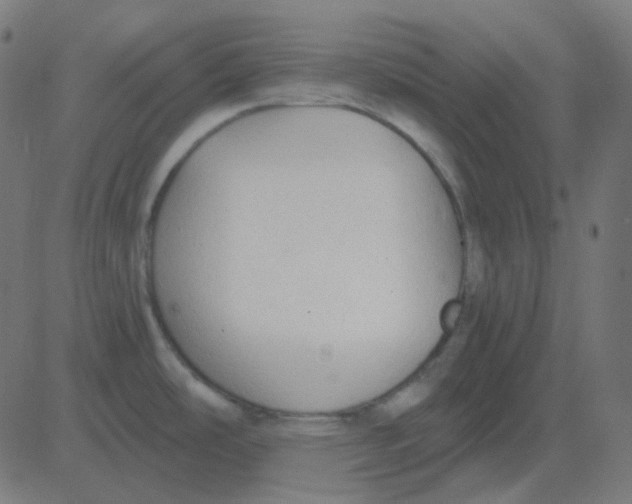 X0000081281486200702012206