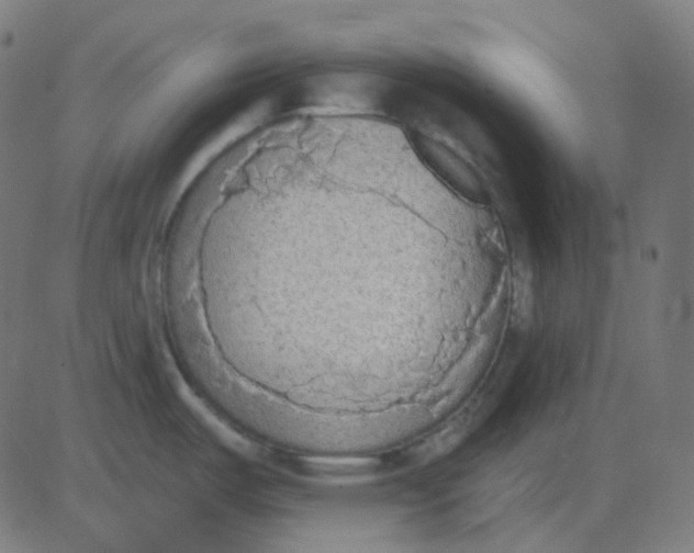 X0000081281487200702012206