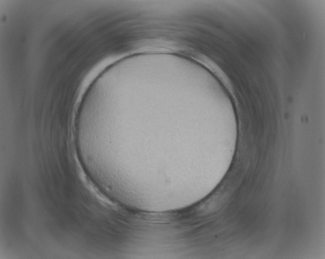 X0000081281488200702012206