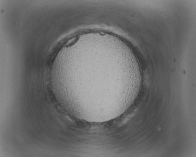 X0000081281494200702012205