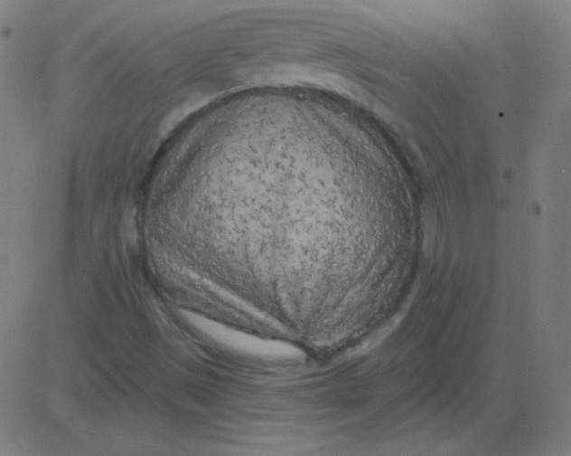 X0000081281497200702012205