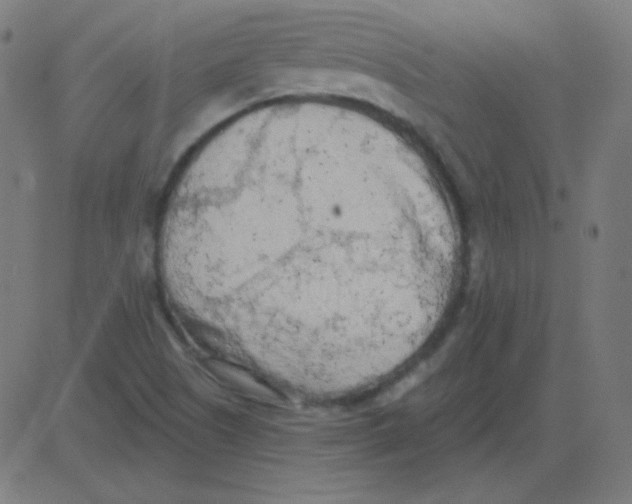 X0000081281505200702012205