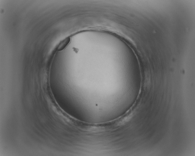 X0000081281506200702012205