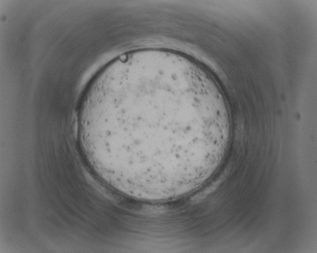 X0000081281509200702012205